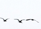 R.Eveleens